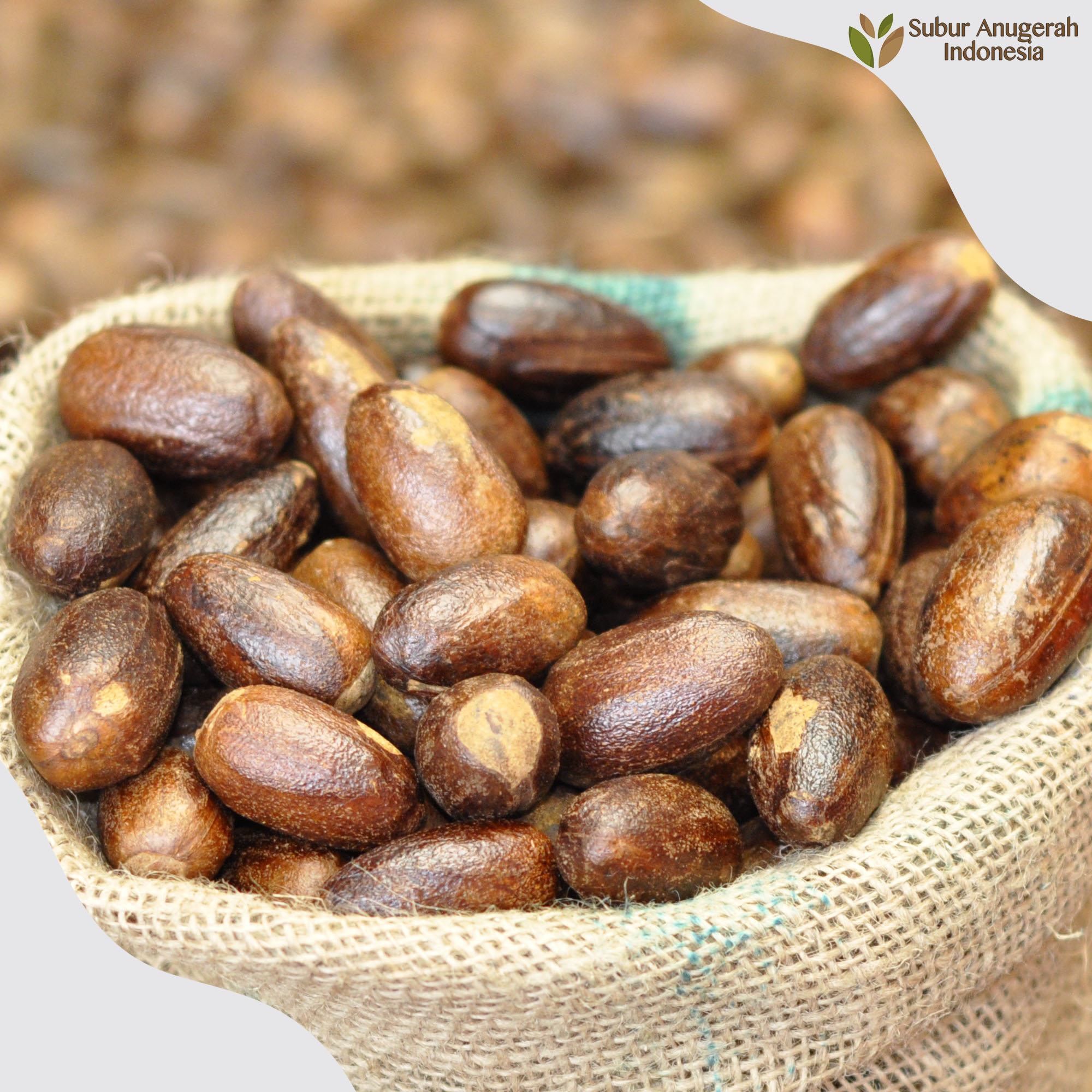 Long Nutmeg With Shell