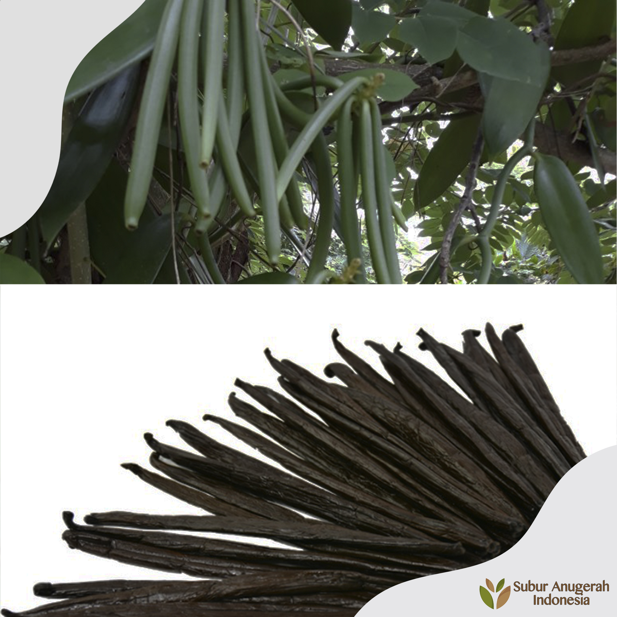 Vanilla Tahitian & Planifolia