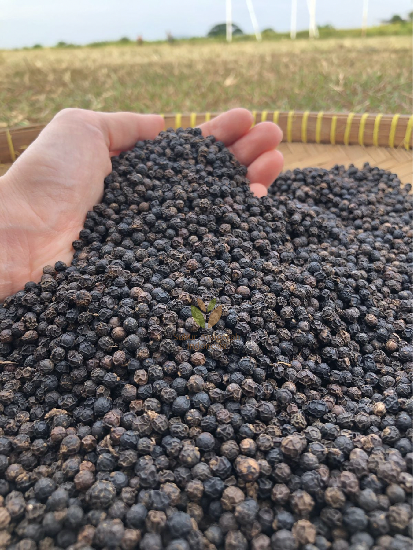 Screen Shot 2021-09-07 at 13.31.14