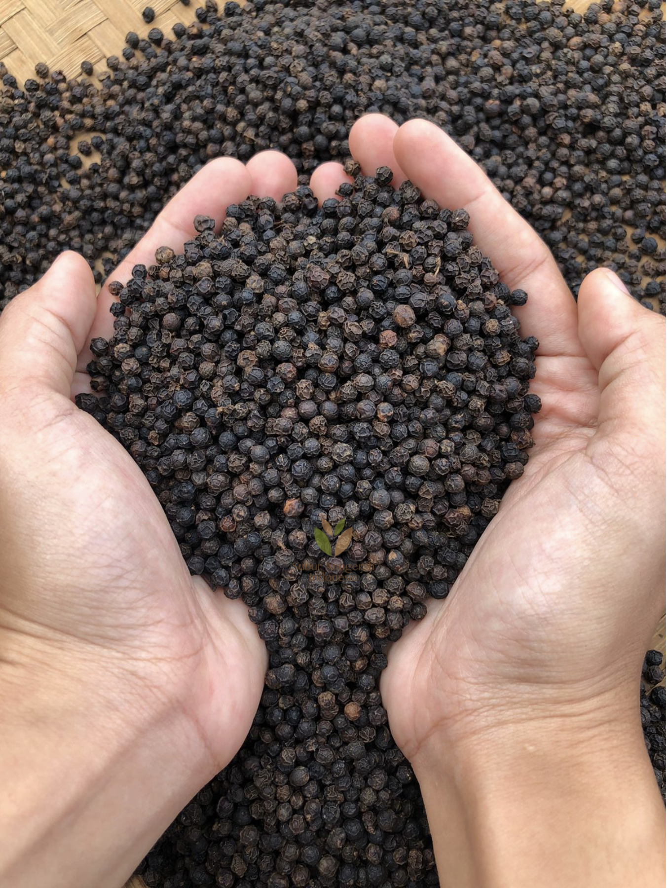 Screen Shot 2021-09-07 at 13.33.14